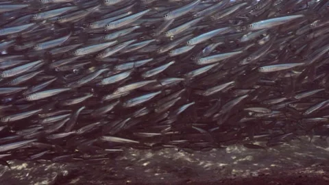 Large school of Silverside fish swim over sandy bottom casting shadow on seabed Stock Footage 244723145