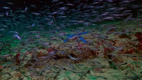 A large school of slender, dark fish swim above a vibrant coral reef at night Stock Footage 301033119