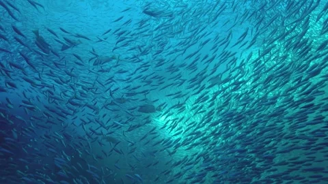 Large school of small bait fish swimming in deep blue ocean water captured Stock Footage 345484189