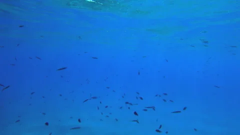 A large school of small fish 库存影片 251739907