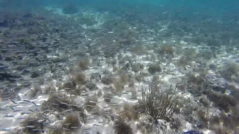 A large school of small fish moves by in the tropical shallow sea 動画素材 338140920