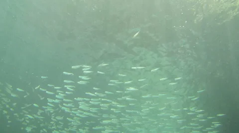 Large school of small fish shot underneath Stock Footage 47952487