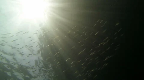 Large school of small fish in sunlight shot underneath Stock Footage 47952421