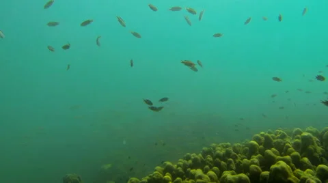 Large school of small fish swimming around a coral reef in Krabi, Thailand Stock Footage 47936791