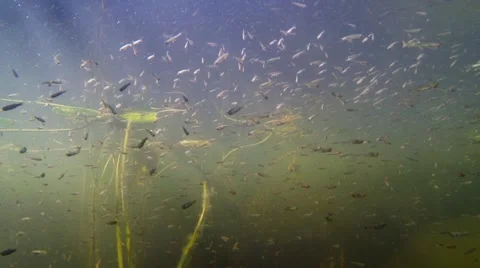 Large school of small fish swimming near water surface in slow motion Stock Footage 55306190