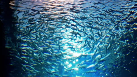 Large school of small fish swimming together in synchronized motion forming.. 스톡 동영상 339752937