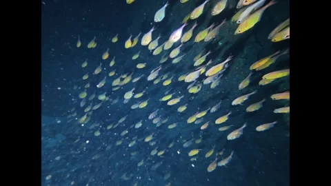 Large school of small golden sweeper fish swimming together Video stock 340640553
