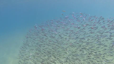 A large school of small silver fish in the blue sea Stock Footage 263598877