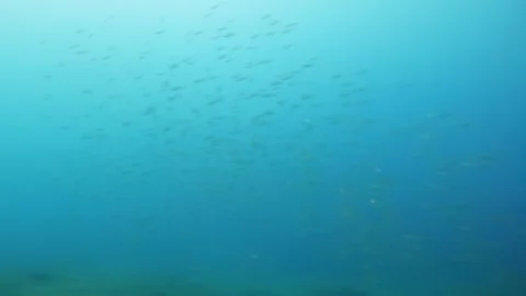 Large school of small silver fish swims in murky blue water Stock Footage 307767136