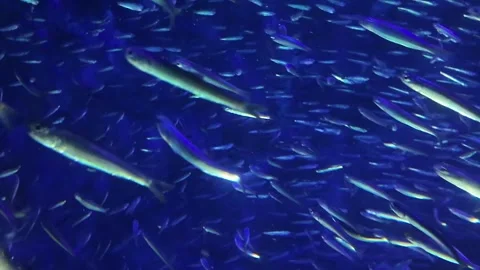 Large school of small silver fish swimming together in unison in deep blue water Stock Footage 337277225