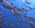 Large school of snapper SD Footage
