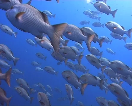 Large school of snapper Stock Footage 572449
