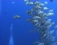 Large school of snapper SD Footage