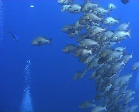 Large school of snapper Stock Footage 572541