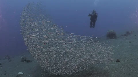 A large school of striped eel catfish (Plotosus lineatus) forms a sail-like.. Stock Footage 320408188
