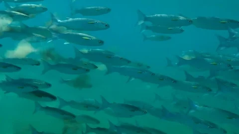 Large school of Striped Mullet (Mugil cephalus) swims on the blue water, Red Stock Footage 81613382