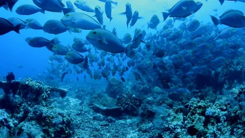 Large School of Surgeon Fish Stock Footage 112258766