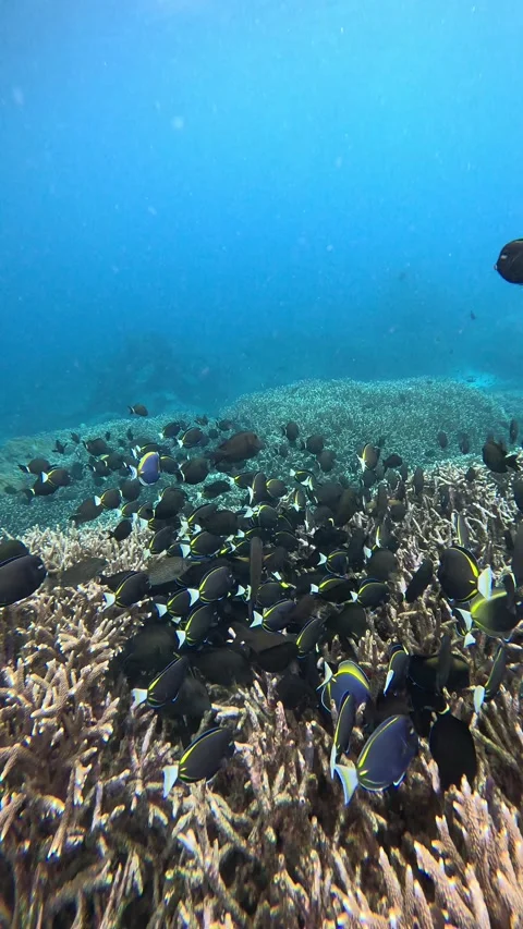 Large school of Surgeonfish Stock Footage 327810553