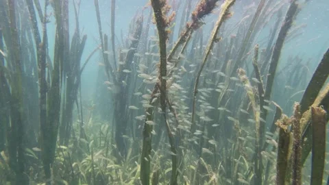 Large School of Tiny Fish Moving Between Sea Grasses Video stock 264692856