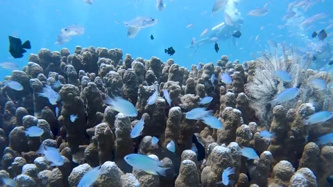 Large school of tiny fish swimming close to a coral reef for safety 스톡 동영상 306815663