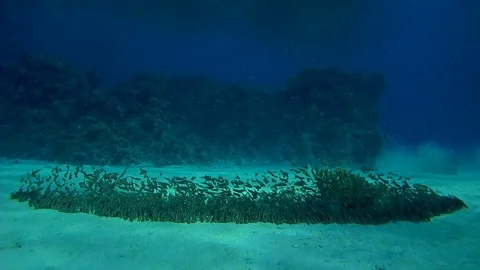 Large school of Triped Eel Catfish - Plotosus lineatus swim over sandy bottom Stock Footage 70595320