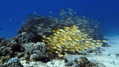 Large school of tropical fish circling a coral reef in Mauritius. Vibrant Stock Footage 338001283