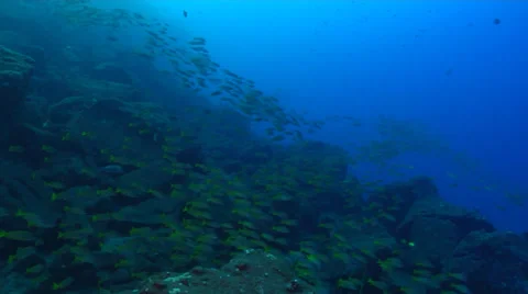 Large school of tropical fish Stock Footage 24674514