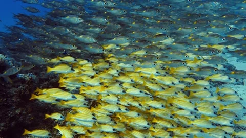 Large school of tropical fish moving through Mauritius waters, creating vibrant Stock Footage 338000986