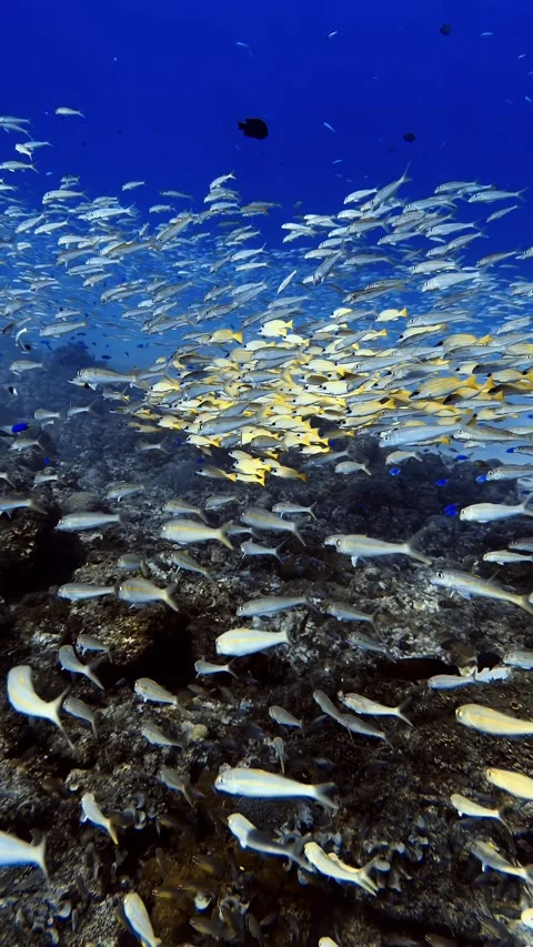 A large school of tropical fish swims above a coral reef in Mauritius waters Stock Footage 338001026