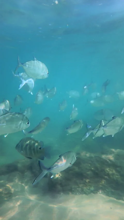 Large School Of Tropical Silver Fish Swimming In Clear Turquoise Water Stock Footage 329223976