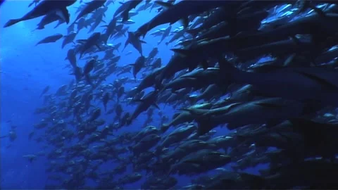 Large School of Twinspot Snapper, Close Up Stock Footage 300409528