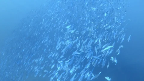 Large school of variable-lined fusilier fishes. Indian ocean, Maldives. 4K Stock-Footage 127536809