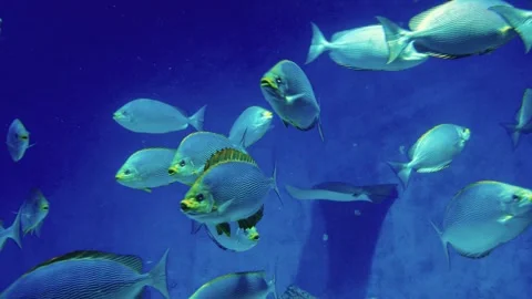 A large school of vibrant sigans swims gracefully in an aquarium Vídeos de archivo 312687056