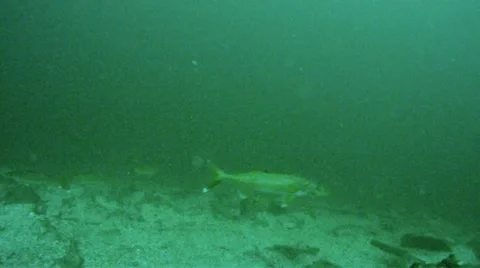 Large school of walleye 库存影片 41383581