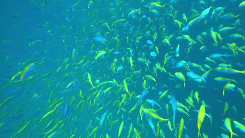 A large school of yellow-blue fish in the ocean Stock-Footage 295384563
