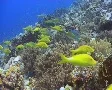 A large school of yellow saddle goatfish cruising the reef SD Footage