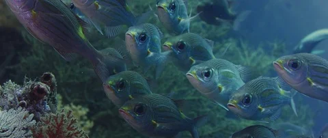 A large school of yellowspot emperors are swimming in coral reef,, slow motio Vídeos de archivo 83708709
