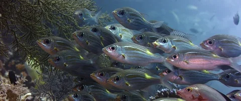 A large school of yellowspot emperors are swimming in coral reef,, slow motio Stock Footage 83715329