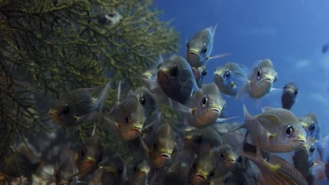 A large school of yellowspot emperors are swimming in coral reef,, slow motio Видео 83719662