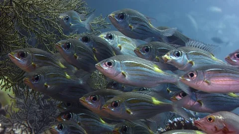 A large school of yellowspot emperors are swimming in coral reef,, slow motio Stock Footage 83722929
