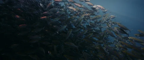 A large school of Yellowstripe Scad ripples and sways in the sunlight Stock Footage 129376053