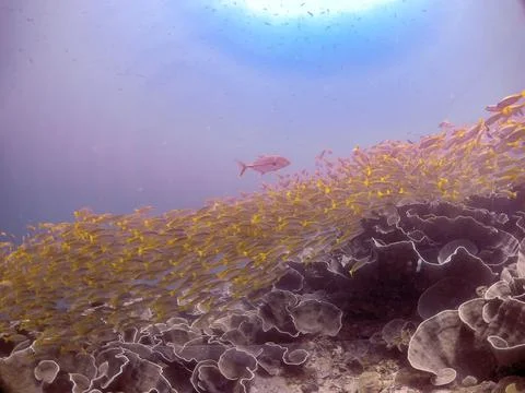 A large school of Yellowtail Snapper (Ocyurus chrysurus) in El Nido, Palawan Фото