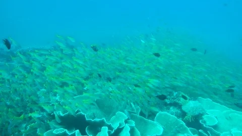 A Large school of yellowtail snapper on an underwater dive expedition in Stock Footage 101075985