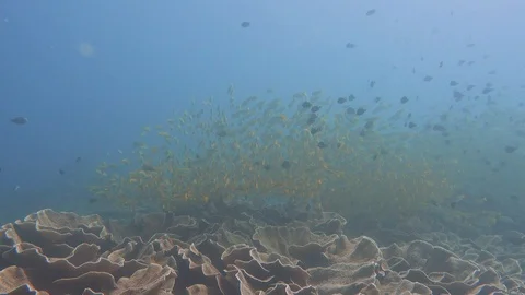 Large school of yellowtail snapper on an underwater dive expedition in El Stock Footage 101075987