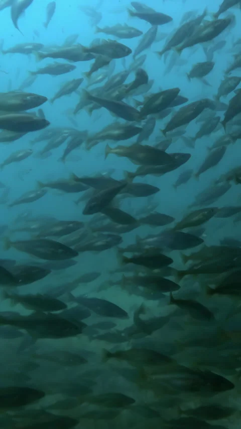 Large school of young Cod fish feeds in coastal tank swims in blue water in Vidéo 294925860