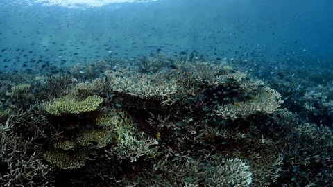 Large Schools of Damselfish Surround Corals Stock Footage 112273863