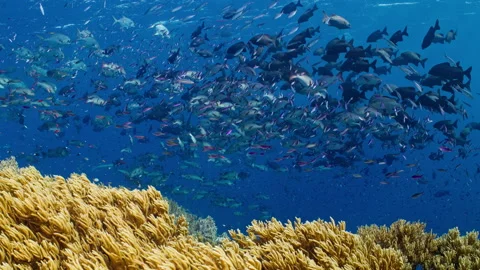 Large schools of Red snapper, Brassy Chub, and Three-Stripe Fusilier Stock Footage 255801857