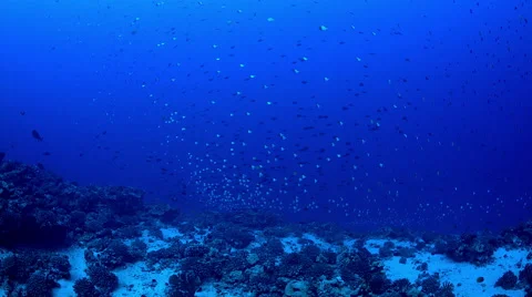 Large Schools of Reef Fish on a Deep Reef in Clear Blue Water Stock Footage 68333842