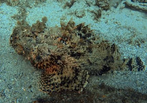 Large scorpion fish Stock Photos