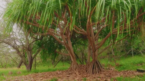 Large Screwpine (Pandanus) trees growing in the Koko Crater Botanical Garden in Stock Footage 325751458
